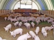 В Тайшете строится свиноводческий комплекс полного цикла