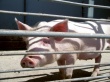 Двадцатка крупнейших свиноводов произвела в 2014 году почти 60% свинины