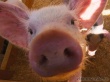 Латинская Америка: Обзор свиных рынков