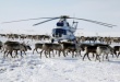 Власти Надымского района хотят закупить домашних оленей