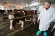  Псковские фермеры рассказали о проблемах лейкоза коров на Первом канале 