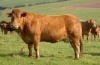 Костромские депутаты считают неудачным проект разведения французских коров в регионе