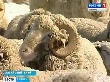 Крупнейший в Алтайском крае племзавод едва сводит концы с концами