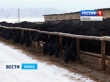 Пензенская область выходит в элитный сегмент российского мясного рынка