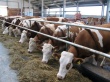 Минсельхоз РФ поддержит строительство животноводческих комплексов в Якутии