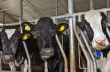 «Мираторгу» запретили вывозить калиниградских быков в Брянск