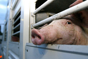 В Бельгии на наличие вируса АЧС проверяют 67 свиноводческих ферм