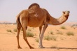  Саудовская Аравия запретила забой верблюдов в хадж из-за коронавируса 
