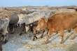На Оренбуржье сократилось поголовье крупного рогатого скота
