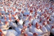 "Птицекомплекс "Южный" реализует в Ингушетии проект по выращиванию мяса индейки