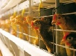 Две вологодские птицефабрики выкупят у компании, которая их почти разорила Две вологодские птицефабрики выкупят у компании, которая их почти разорила