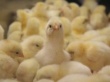 В кузбасской тюрьме стали выращивать цыплят
