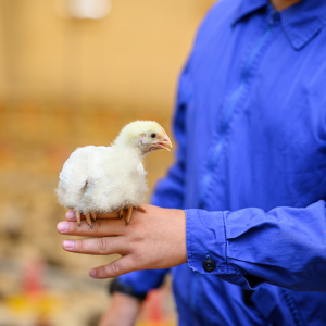 Крупнейшая птицефабрика Сахалина восстановит работу после птичьего гриппа к осени