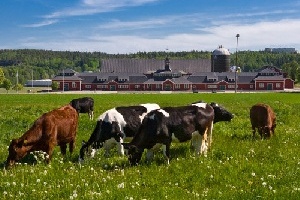 Производители мяса и молока предупредили об убытках из-за новых норм о сточных водах