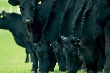 Южноуральские животноводы перенимают у Казахстана опыт разведения мясного скота 