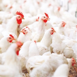 «Хабаровский бройлер» построит крупный птицеводческий комплекс