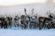 В Якутии началась осенняя корализация оленей