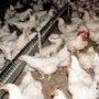 С реализацией всех заявленных птицеводческих проектов перенасыщения рынка мяса птицы не случится