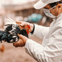Вспышка птичьего гриппа в США унесла жизни 50,54 млн птиц в США