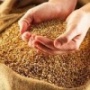 Мировые цены на зерно в следующем году будут высокими
