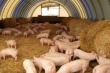Свиноводческий комплекс в Парфинском районе Новгородской области планируют запустить в 2018 году