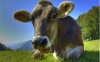 Livestock Event