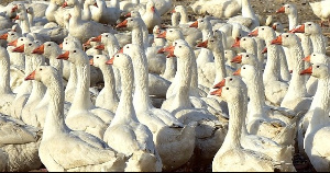 Вспышка гриппа птиц зарегистрирована на гусиной ферме в Курганской области