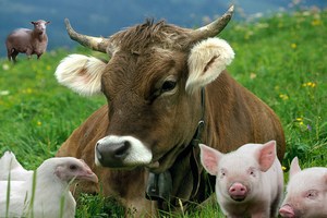 Динамика средних цен на продукцию животноводства за период 21.12.2015 - 28.12.2015