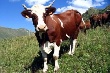 В Челябинской области на поддержку мясо-молочной отрасли выделено 280 млн. рублей