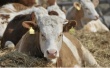 Строительство биржи скота в Воронежской области начнется в этом году