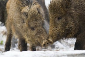 Количество диких свиней в Германии продолжает увеличиваться