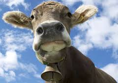 Переболевших вирусом Шмалленберг французских коров привезли для эксперимента в Россию