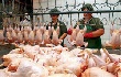 В России растет потребление отечественного мяса птицы В России растет потребление отечественного мяса птицы