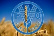 Благодаря рекордному объему производства глобальные запасы зерновых достигнут максимального исторического уровня  - ФАО