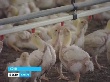 Россельхознадзор проверяет Адлерскую птицефабрику
