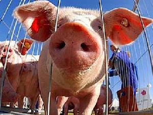 Запрет на содержание свиней в частных подворьях и на малых фермах позволил решить проблему АЧС на Кубани - эксперт 