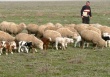КФХ "Азамат" - член Национального союза овцеводов - признано победителем конкурса "Лучшее фермерское хозяйство".