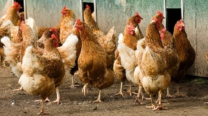 Челябинские ученые разработали технологию, превращающую куриный помет в пищевую добавку. 