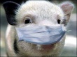 В Ростовской области усилят меры по предупреждению заболевания свиней чумой