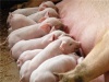 Африканская чума свиней может остаться в Псковской области на 25 лет