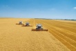 РФ к 2 октября собрала 96,3 млн тонн зерна, урожайность снижается - Минсельхоз РФ