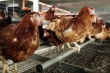 На Ставрополье быстрыми темпами развивается мясное птицеводство