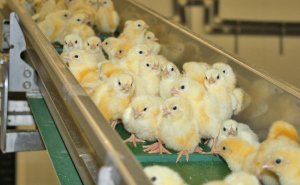 В Калмыкии появится современный птицекомплекс