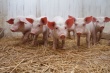 В Лужском районе есть угроза по распространению африканской чумы свиней