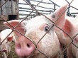 Свиноводческая мегаферма появится в Ивановском районе Приамурья