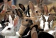 О текущей ситуации в отрасли кролиководства в стране