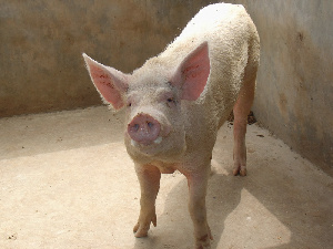 Новые ветправила по содержанию свиней начнут действовать с 2021 года