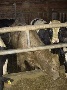 В Тверской области утвержден порядок осуществления ветеринарного надзора