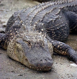 В России разрешили импорт мяса крокодила с Филиппин