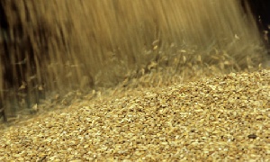 Россия вводит экспортные пошлины на зерно